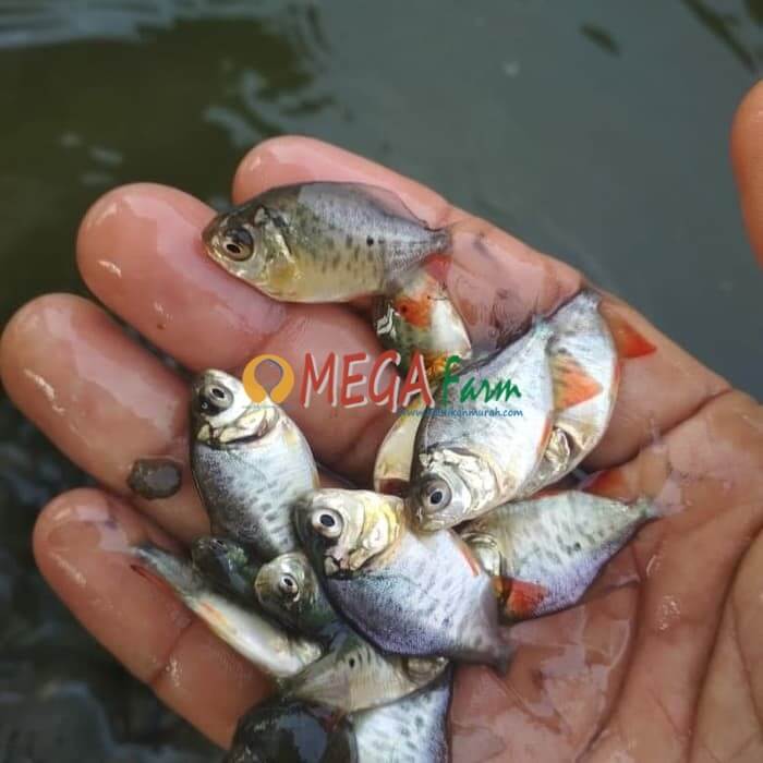 Larva Bawal Ikan