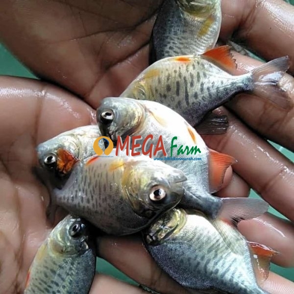 Bibit Ikan Bawal murah berkualitas unggul