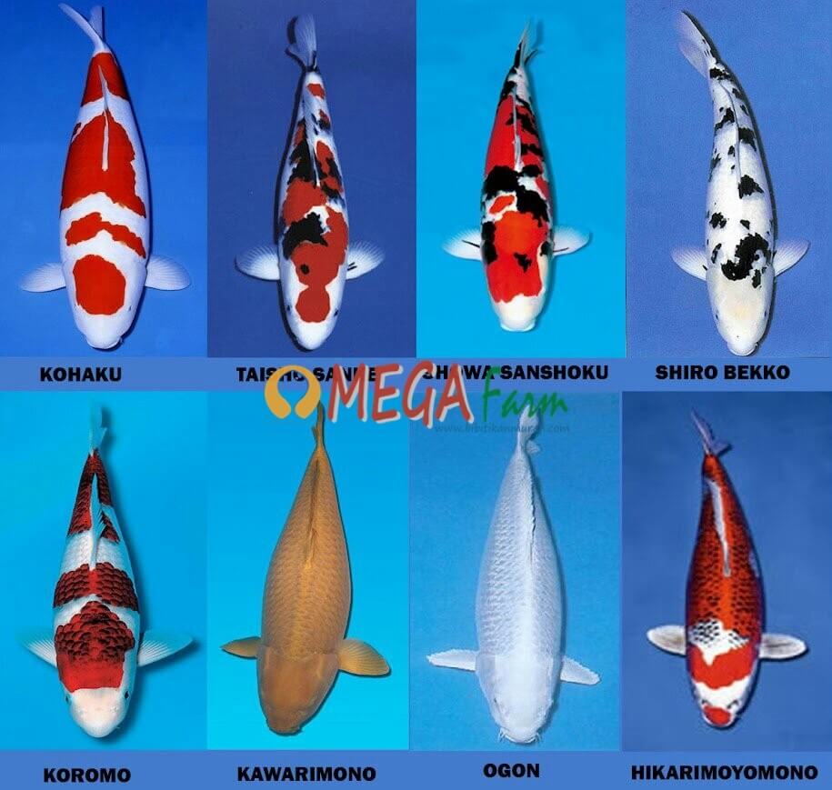 Ikan Koi