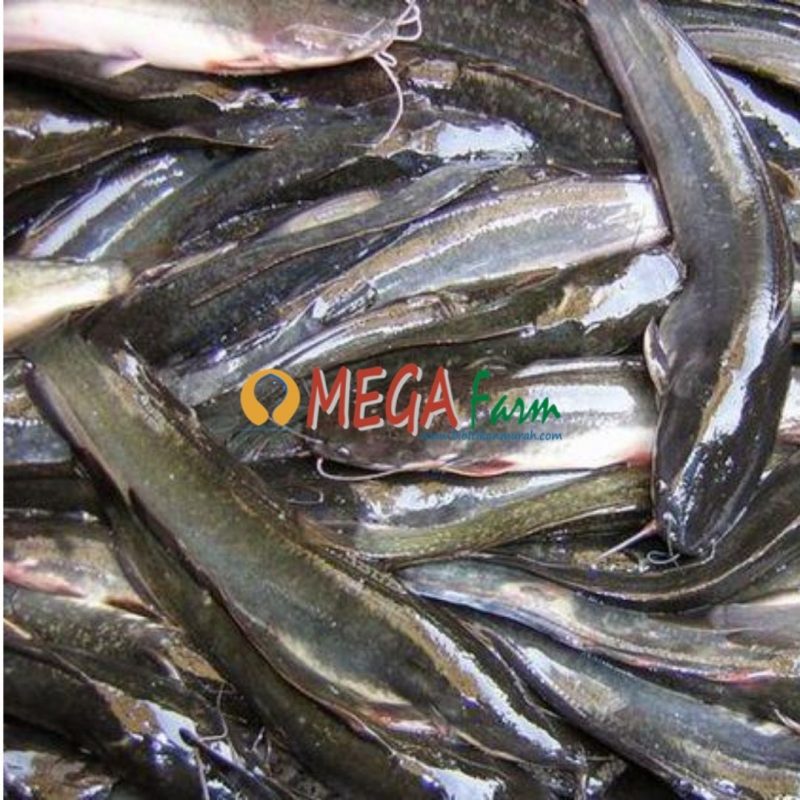 Bibit Ikan Lele Jual Bibit Ikan / Benih Ikan Murah