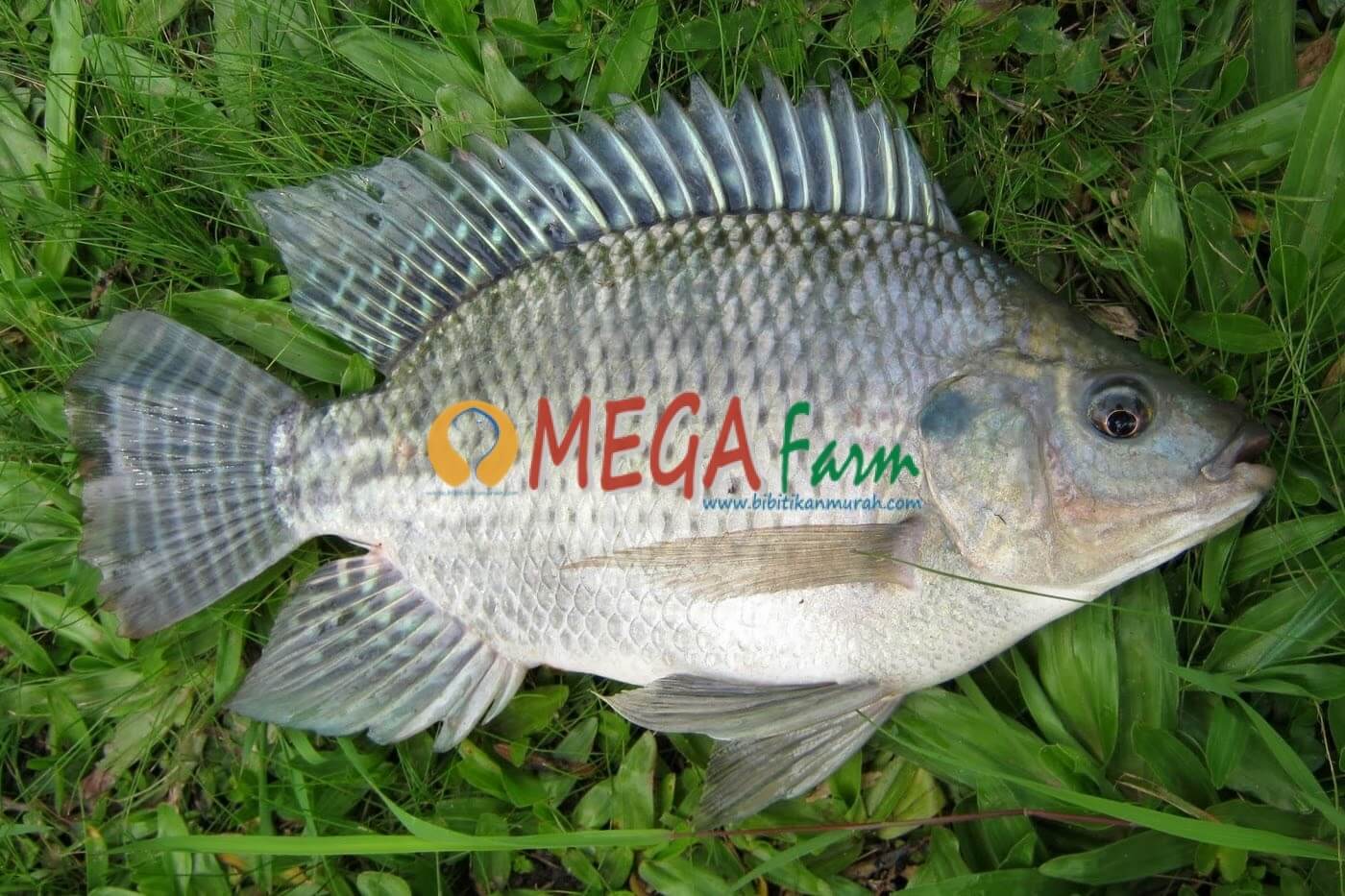 Ikan Nila Monosex