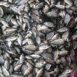 supplier ikan nila,bibit ikan nila,Supplier Ikan Nila Bibit dan Konsumsi