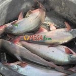 Bibit Ikan Patin Murah untuk Budidaya Hemat