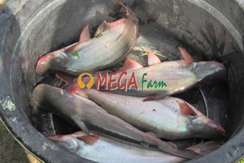 Bibit Ikan Patin Murah untuk Budidaya Hemat