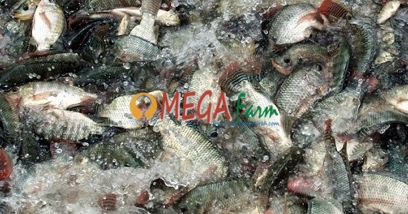 Jual Bibit Ikan Nila Monosex Murah
