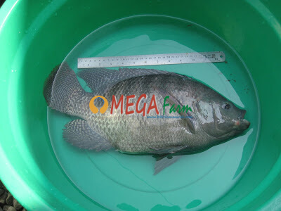 Jual Bibit Ikan Nila Kekar dengan Harga Termurah dengan Kualitas Unggul