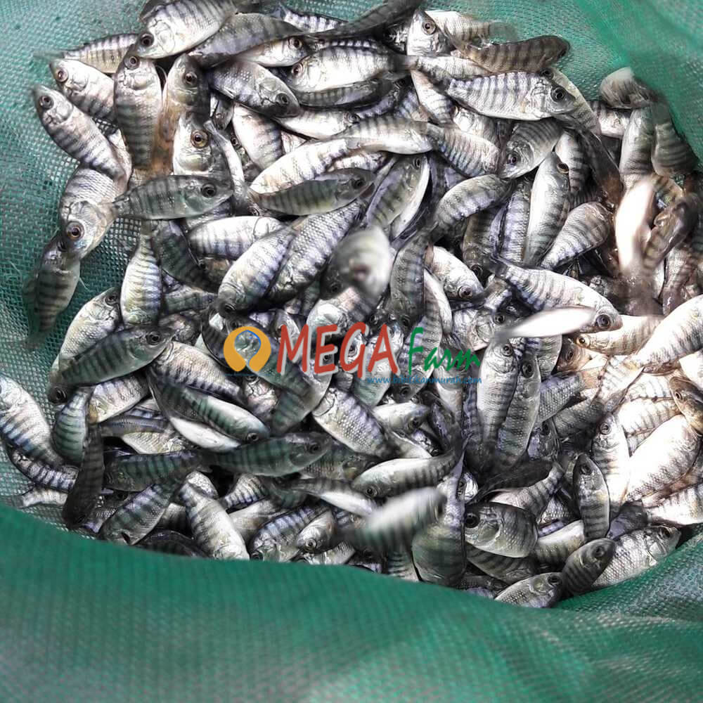 Jual Burayak Ikan Nila dan cara merawatnya Bibit Ikan Murah
