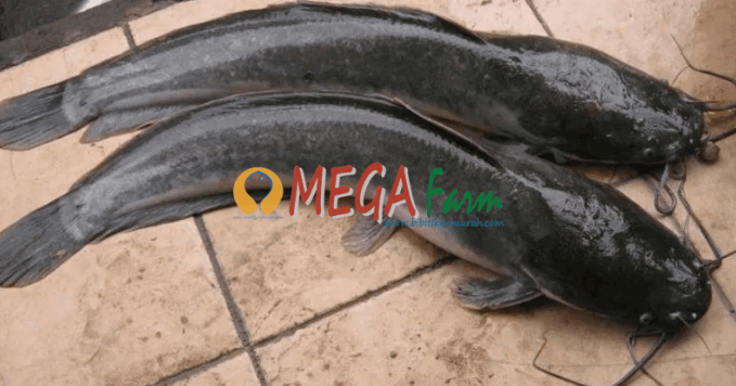 Ikan Lele Lokal Jawa