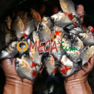 bibit ikan bawal murah