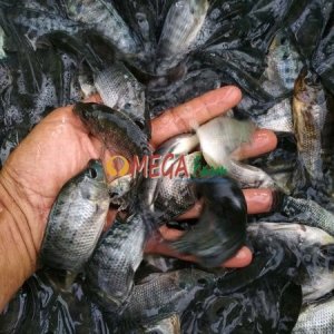 bibit ikan nila hitam