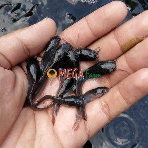 Ikan Lele mutiara